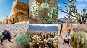 Click on image for larger picture. Desert Flora And Beyond 10 Tips For A Surreal Joshua Tree Experience The Horticult