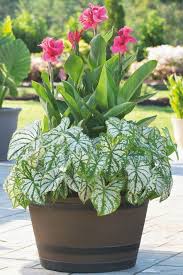 A bulb planter will dramatically increase your planting efficiency when planting bulbs, potted plants, vegetables, flowers, or pulling up soil plugs in your lawn. 96 Bulbs In Containers Ideas Container Gardening Plants Longfield Gardens