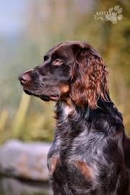 Image result for německý křepelák postava