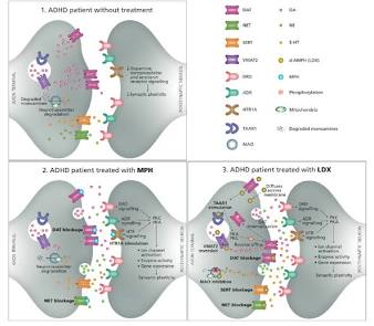 Action synaptique : Inhibition (MPH) vs Libération active (LDX), généré par IA