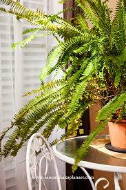 The 5 Best Plants To Have In Your Home In 2020 Best Indoor Plants Indoor Plants Plants