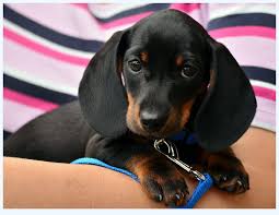 Easter miniature dachshund puppies 🐣. Extreme Dachshund Puppies Dog Breed