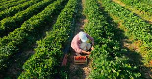 PIB do agroneg&oacute;cio brasileiro avan&ccedil;a quase 10%, aponta Cepea &mdash; M&uacute;ltipla Estrat&eacute;gia