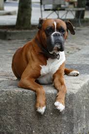 Buy Such A Handsome Boxer Dog Journal 150 Page Lined Notebook Diary Book Online At Low Prices In India Such A Handsome Boxer Dog Journal 150 Page Lined Notebook Diary Reviews Ratings