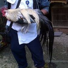 Pin On Ayam Hias