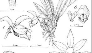 Image result for Lankesteria