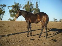 We have a large selection of horses for sale. Buckskin Horse Facts With Pictures Horsebreedspictures Com