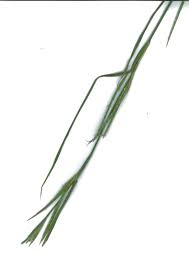 Image result for Hemarthria