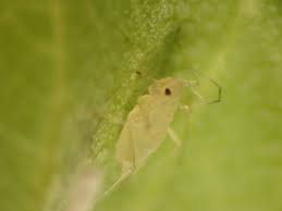 Wiley, new york, 470 ppgoogle scholar. Landscape Pests Aphid Pacific Northwest Pest Management Handbooks