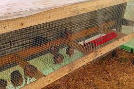 How to keep quail out of your garden. Raising Quail Is For Every Homestead Video Tutorial