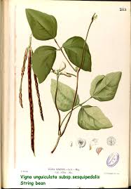 Image result for Vigna unguiculata
