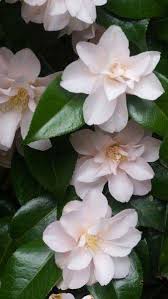 Camellia Japonica Hagoromo White Flowering Camellias Buy Uk Camellia Plant Camellia Beautiful Flowers