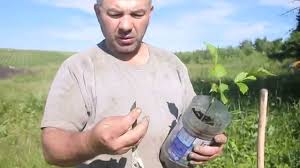 Nuc anul 1 de la plantare(toamna 2012). Cum Sa Ti Plantezi O Livada De Nuc Cu Mici Resurse Youtube