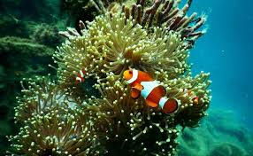 Haloo gan.lengkapi aquarium air laut cantik anda dengan protein skimmer yang handal. 20 Ikan Hias Air Laut Yang Mudah Dipelihara Tokopedia Blog
