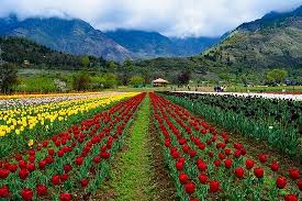 Black tulip flowers ei tegutse valdkondades ettevõtte juhtimine, lilleseadjad. Only Place In India To See Tulips Reviews Photos Indira Gandhi Tulip Garden Tripadvisor