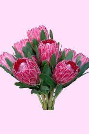 Pin On Protea Bouquets Floral Arrangements