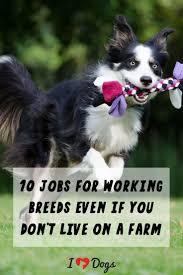 10 Jobs For Working Breed Dogs Even If You Don T Live On A Farm Working Breeds Dog Activities Working Dogs