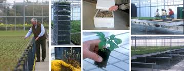 Quickly transform fences and walls into spectacular garden focal points. Guernsey Clematis Nurseries Export Sales