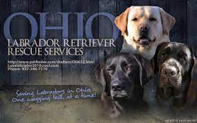 Labrador retrievers (yellow, chocolate and black or charcoal) are a favored family dog due to their mild disposition and affectionate nature. Pets For Adoption At Ohio Labrador Retriever Rescue Services In Vandalia Oh Petfinder