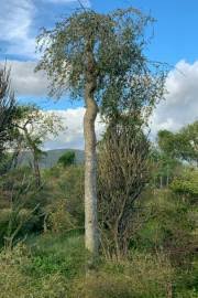 Image result for Commiphora pteleifolia