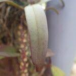 Image result for Rhipidoglossum rutilum