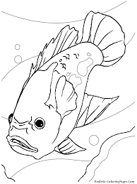 Dalam merawat burayak atau anakan ikan cupang kita tidak boleh sembarangan, karena dalam budidaya ikan cupang merawat buyarak inilah yang paling sulit. Cara Menggambar Ikan Hias Oskar Arwana Maskoki Cupang Dan Koi