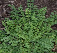 Image result for Pimpinella afra