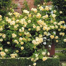 David Austin Roses Climbing Roses David Austin Climbing Roses David Austin Roses