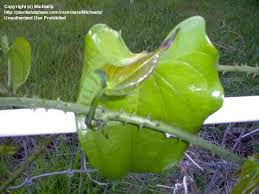 Image result for Dioscorea cayenensis