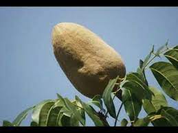 Buah mahogani atau tunjuk langit telah mendapat perhatian di mata dunia sejak kebelakangan ini setelah banyak kajian bioteknologi yang dijalankan menemui pelbagai kebaikan yang boleh diperolehi daripada buah tersebut. Ungkap 7 Khasiat Buah Tunjuk Langit Untuk Tubuh Youtube