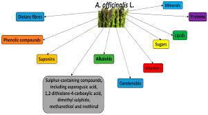 Image result for Asparagus aspergillus