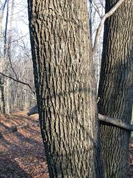 We pruned this ash tree in the netherlands. Door To Nature Ash Trees And The Emerald Ash Borer Door County Pulse