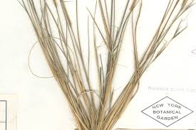 Image result for Aristida meridionalis