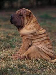Giant dogs is usually serve as working dogs and military dogs. Shar Pei Shar Pei Puppies Shar Pei Dog Puppy Sitting