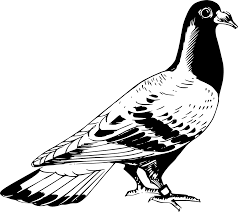 Black And White Pigeon Drawing Black And White Pigeon Vector Graphics Image Icon