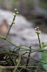 Image result for Cassytha pondoensis