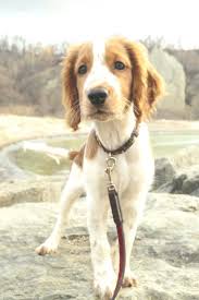 40 Beste Mittelgrosse Hunde Hunderassen Mittelgrosse Hunde Beste Hunderassen