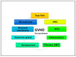 IJMS | Free Full-Text | Cascade of Inflammatory, Fibrotic Processes, and  Stress-Induced Senescence in Chronic GVHD-Related Dry Eye Disease