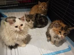In erkende dierenasielen belanden jaarlijks meer dan 50.000 dieren. Pleeggezin Voor Kittens Van Dierenbescherming Mechelen Je Krijgt Enorm Veel Liefde Van Die Beestjes 21bis