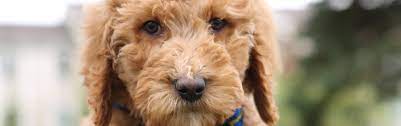 But what are they really like as family dogs? F1b Red Medium Goldendoodle Puppies Ready Now June Goldendoodle Breeder Ny Goldendoodle Puppies Ny Mini Sheepadoodle Puppies Doodles By River Valley Doodle Puppies