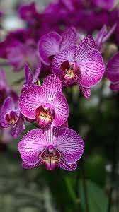 Orchid Care Tips Orchids Are Beautiful Flowers That Have An Amazing Effect On People Orchid Care Tips Orchids Orchid Care Orchids Beautiful Flowers
