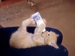 Biberonla Sut Icen Kedi Youtube
