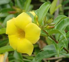 Image result for Senecio pachyrhizus