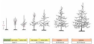 Doar daca apar deteriorari ale unor ramuri produse de boli sau furtuni. Pomi Fructiferi Plantare Ingrijire Soiuri Rezistente Pentru Gradina Ta