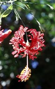 Image result for Hibiscus rhabdotospermus