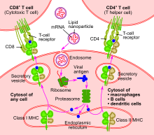 Informations sur le vaccin : Rna Vaccine Wikipedia