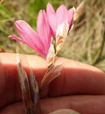 Image result for Dierama formosum