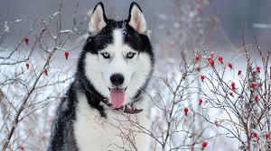 Undercoat may be lighter than. The Traditional Russian Dog Breeds Have Been Born And Bred To Work Such As Shepherd Dogs Laika Barking Guar Husky Dogs Russian Dog Breeds Siberian Husky Dog