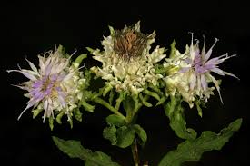 Image result for Vernonia kirungae