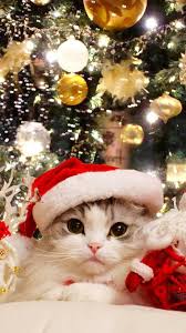 Cat lovers will enjoy these free desktop wallpaper christmas scenes for you computer. Christmas Kitty Christmas Cats Christmas Animals Christmas Kitten